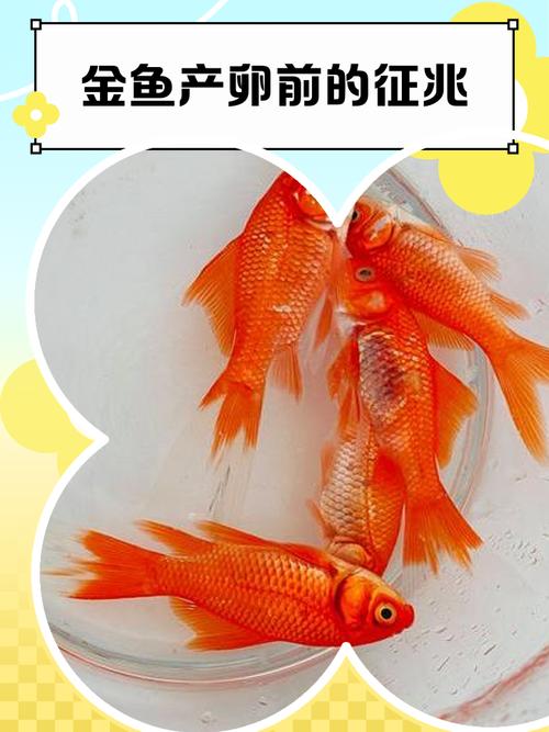 梦见金鱼生了好多小金鱼，这难道不是预示着好运连连，家庭幸福吗？