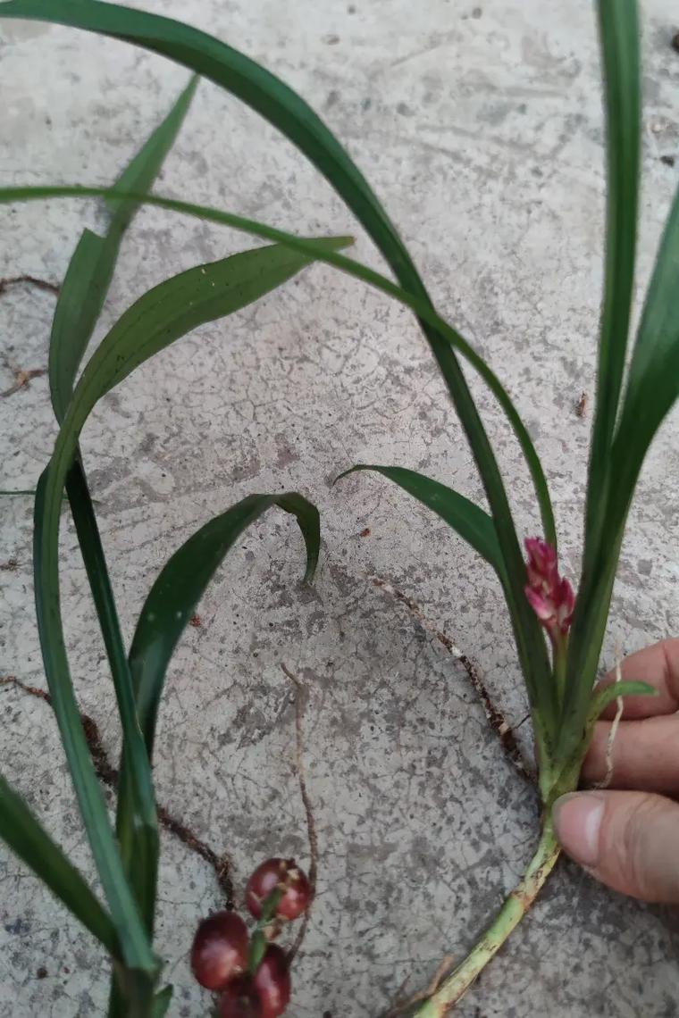 佛教中常见的吉祥植物有哪些，其中吉祥草又是如何被广泛使用的呢？