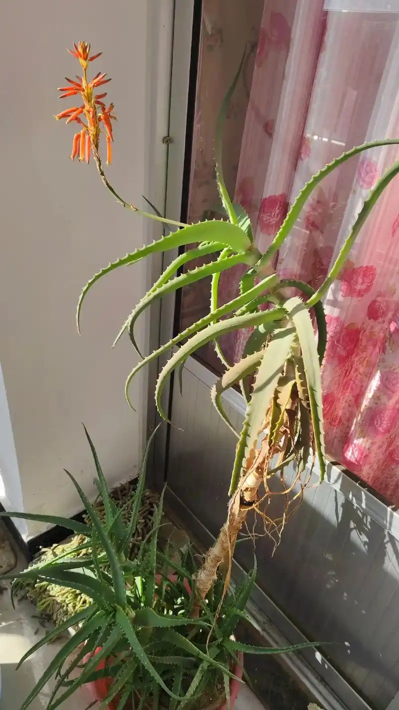 芦荟开花预示着什么是吉祥的征兆还是不祥的凶兆呢？