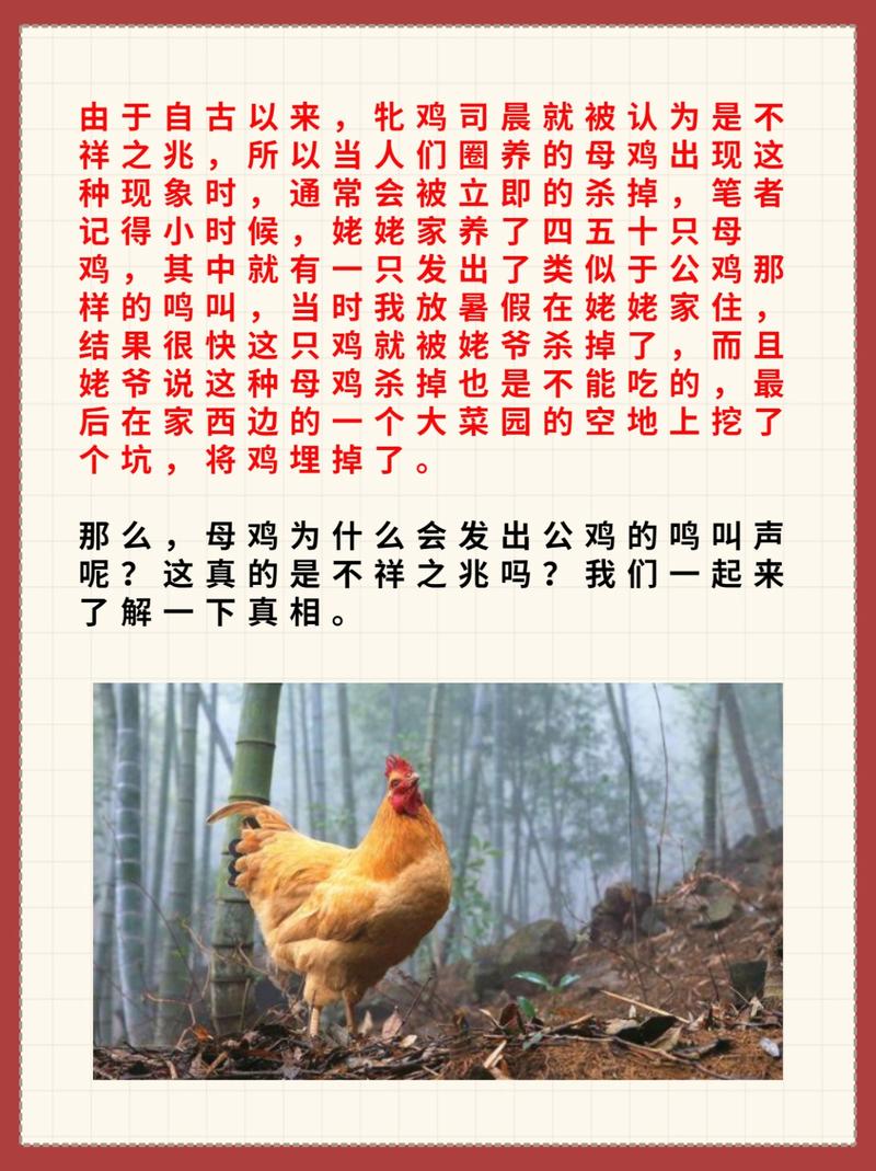 下葬前鸡叫是否为吉兆，安葬时鸡打鸣预示着什么好征兆？