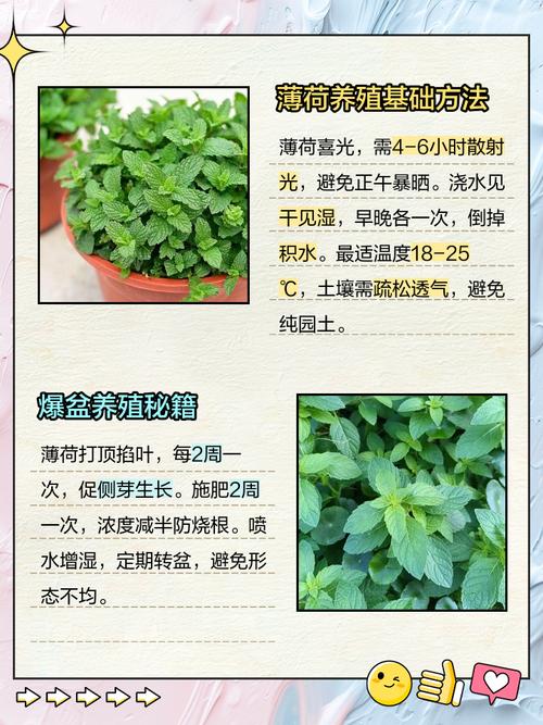 家里养薄荷对风水有好处吗？