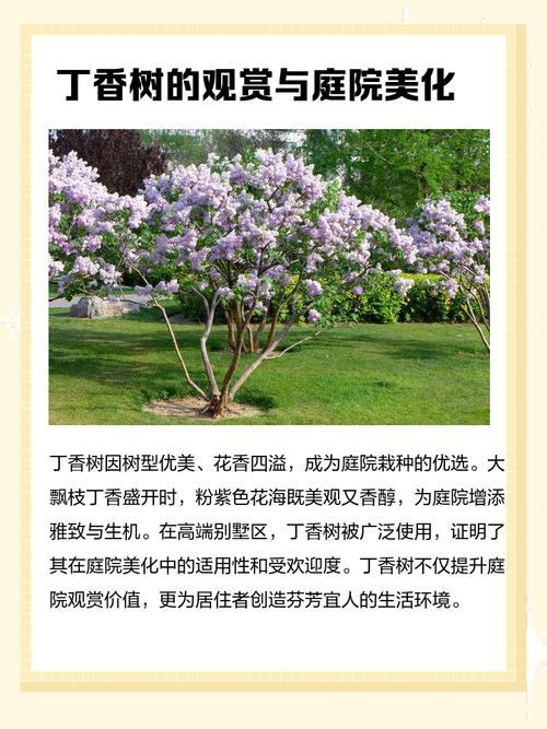 家里为什么不宜饲养丁香树？它在风水上有哪些不利影响？