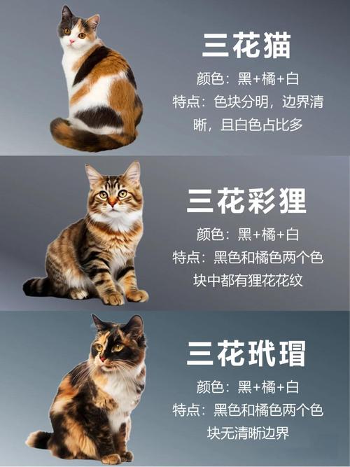 三花猫首次踏入家门，究竟预示着怎样的吉祥寓意呢？