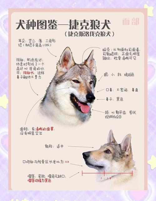 狼狼心狗肺的动物生肖是哪个，它的尾巴有多长？