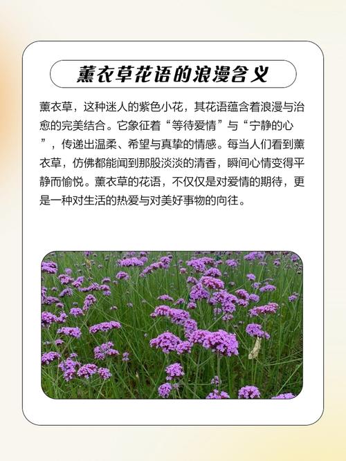 薰衣草是哪个星座的幸运花？12星座各自的幸运花是什么？