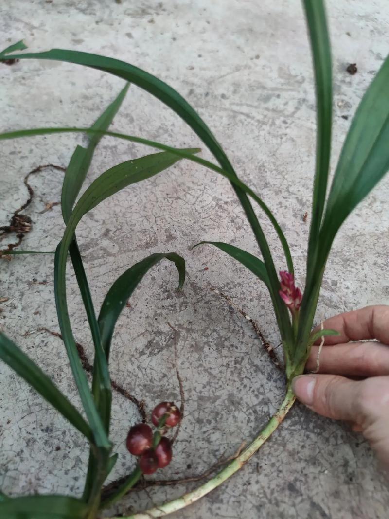 佛教中常见的吉祥植物有哪些，其中吉祥草又是如何被广泛使用的呢？