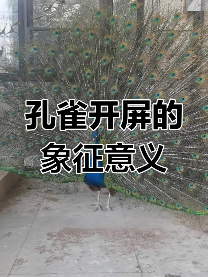 孔雀开屏的象征意义究竟蕴含了哪些深层寓意？