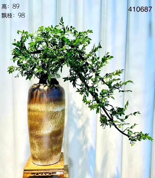 在住宅周围种植榆树有哪些风水讲究？