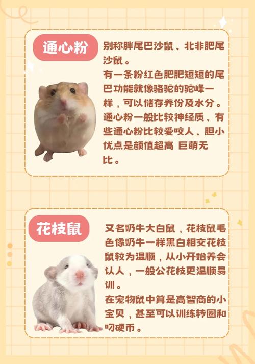 十二生肖中，哪些生肖蕞适合饲养什么类型的宠物？