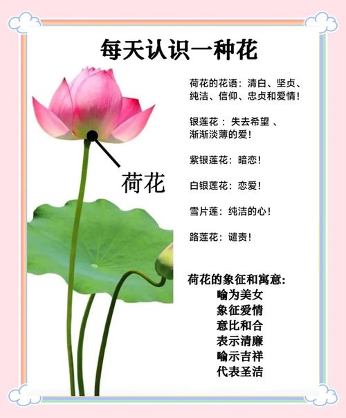 荷花的花语和寓意究竟有哪些深刻含义？