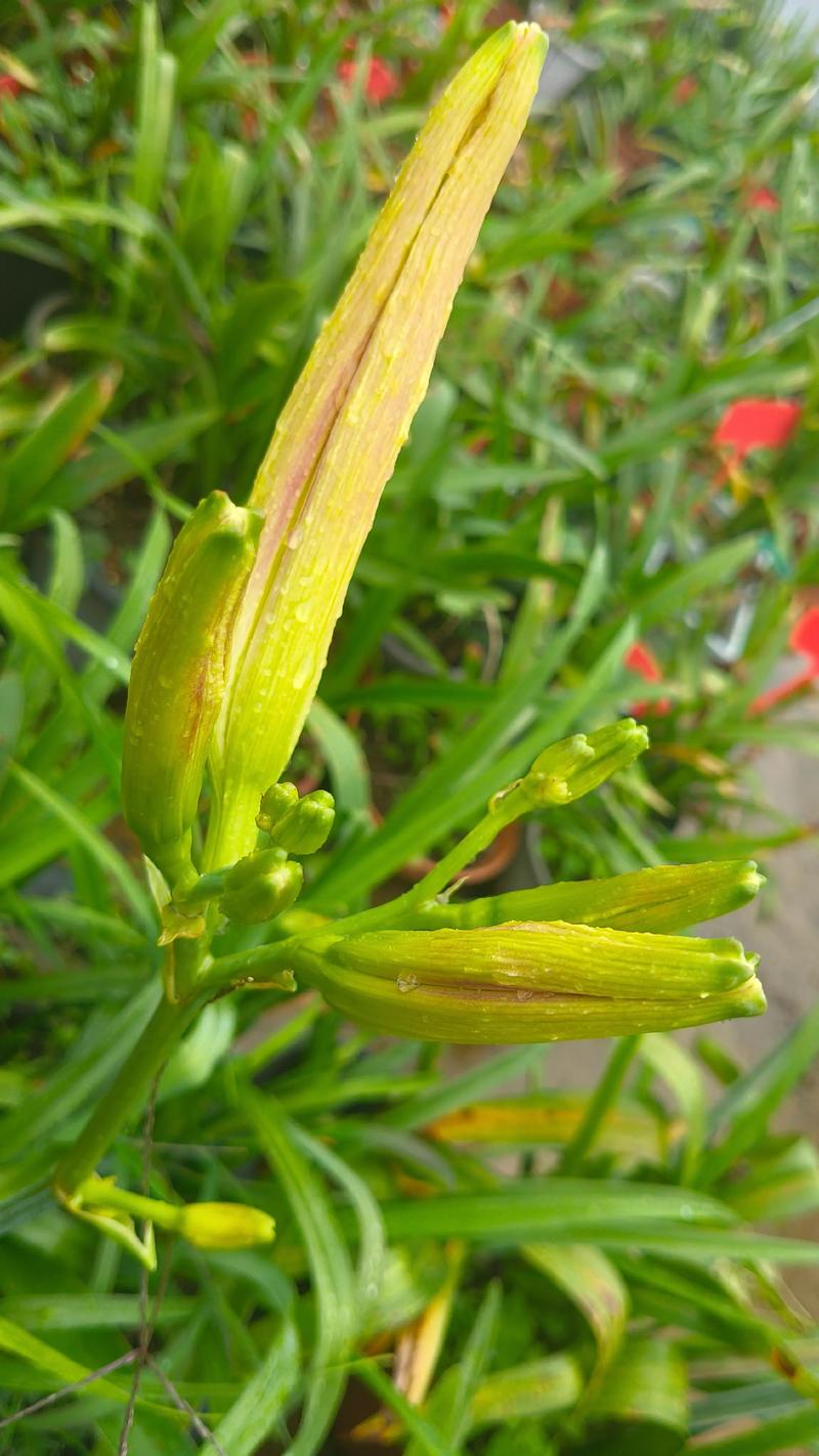 忘忧草象征着遗忘的爱，那么忘忧草代表遗忘的爱是什么含义呢？