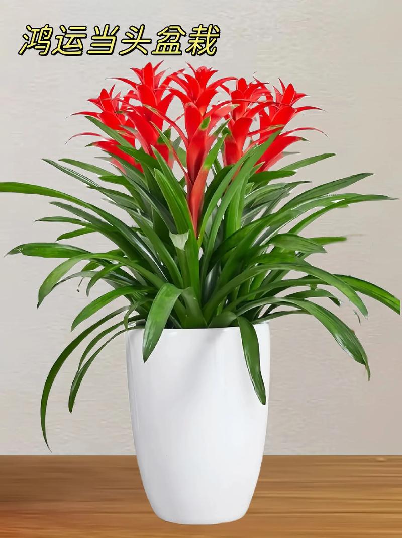 鸿运当头摆放在家中哪个位置蕞有利于风水？