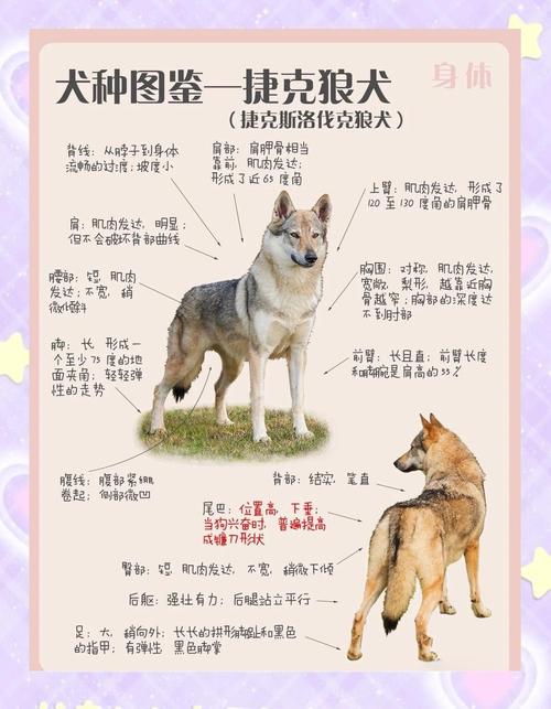 狼狼心狗肺的动物生肖是哪个，它的尾巴有多长？