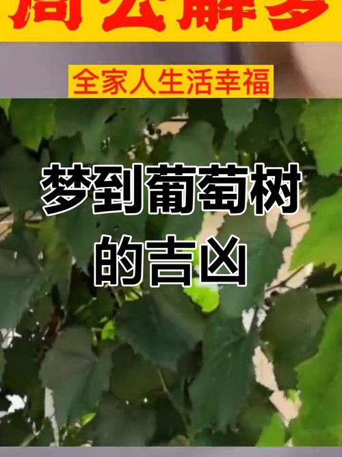 梦见葡萄树为何不见葡萄，预示着什么含义？