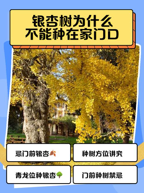 银杏树风水禁忌有哪些需要注意？