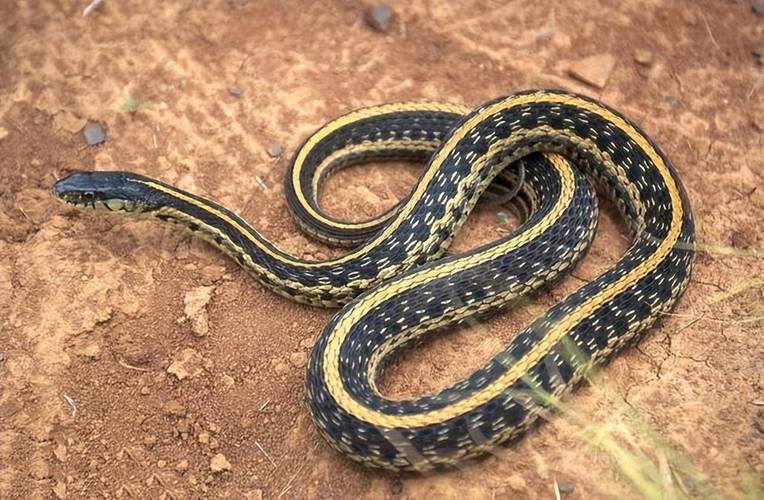 梦见无头蛇追我，这蛇没头了还活着，它为何一直追我呢？