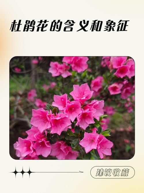 杜鹃花的风水寓意有哪些？如何改善家居风水？