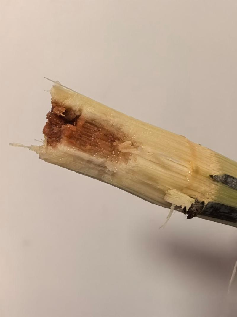 梦见吃甘蔗却腐烂，这预示着什么？