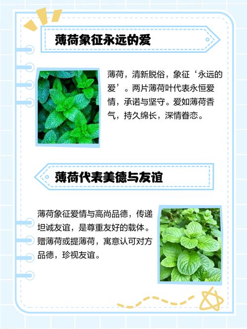 薄荷在风水中的寓意和象征具体代表什么？