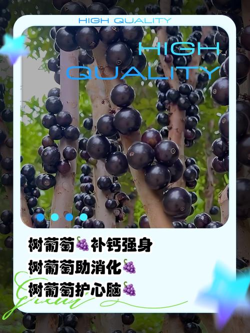 梦见葡萄树为何不见葡萄，预示着什么含义？