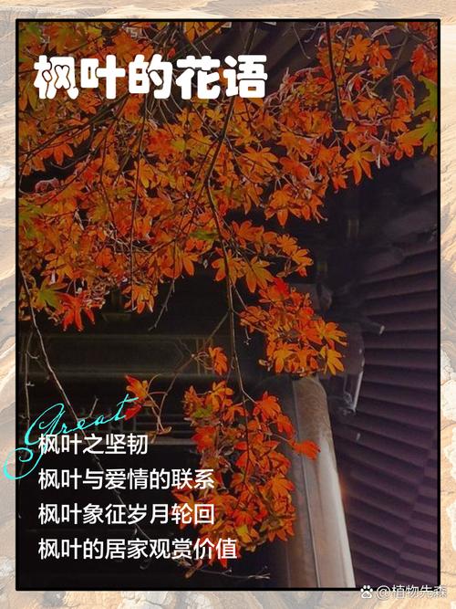 枫叶象征的爱情或友情，它代表着什么样的人呢？