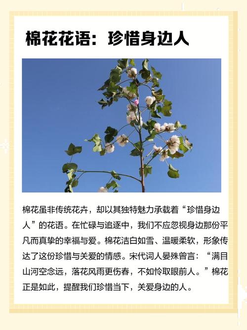 女人梦到棉花预示着什么？有什么特殊含义吗？