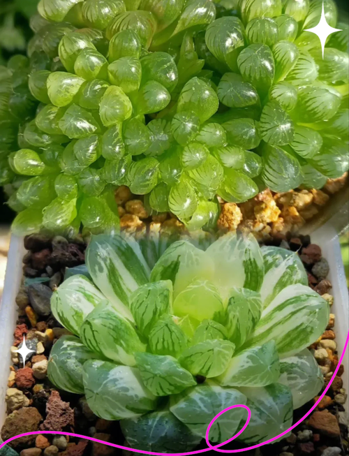 属鸡的人适合养什么品种的玉露，这种玉露对属鸡的人运势有提升作用吗？