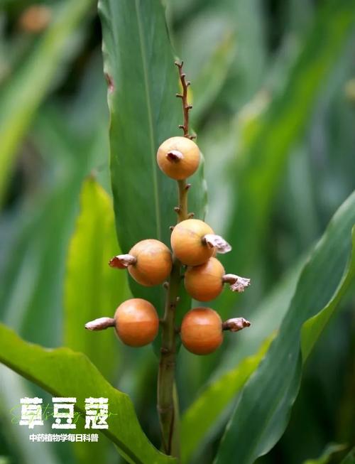 草蔻代表什么生肖？它的尾巴是不是特别长？
