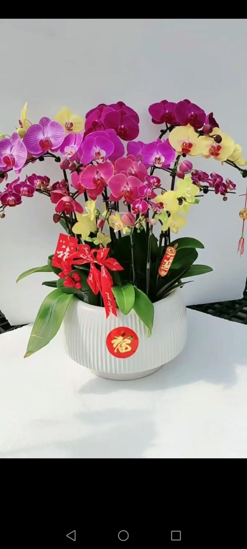 家里摆放哪种花卉最有利于风水，带来吉祥好运？