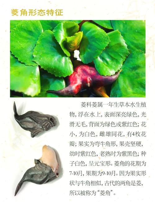 菱角寓意和象征中，菱的意思及其深层寓意究竟有哪些？