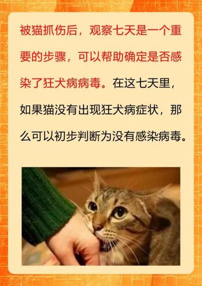 梦到被猫抓伤是什么预兆？周公解梦里有什么含义？