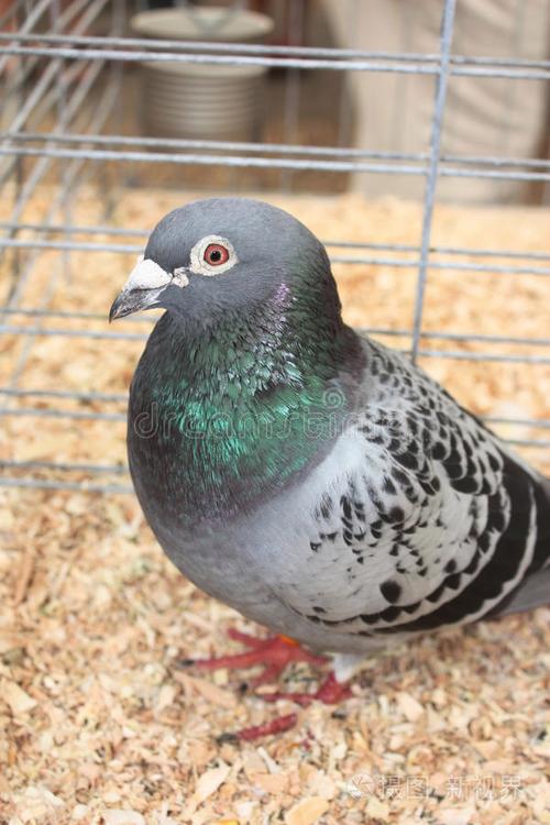 梦见笼子里的鸽子有什么特殊预兆或象征意义呢？