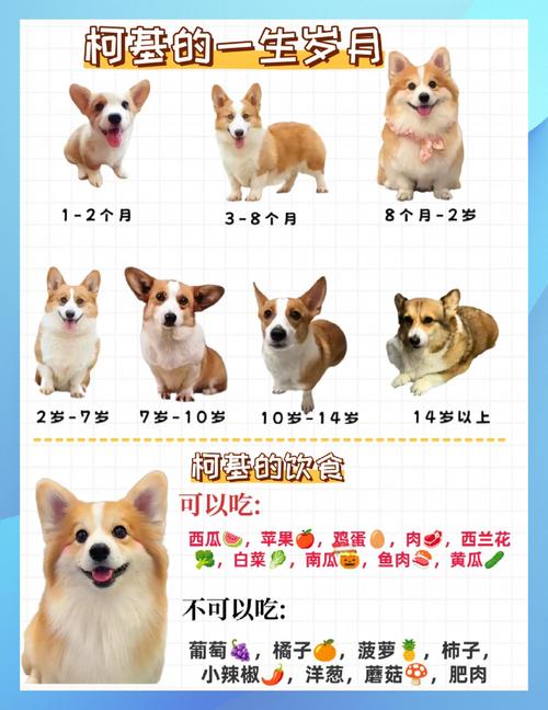柯基犬叫什么名字既招财又吉利呢？
