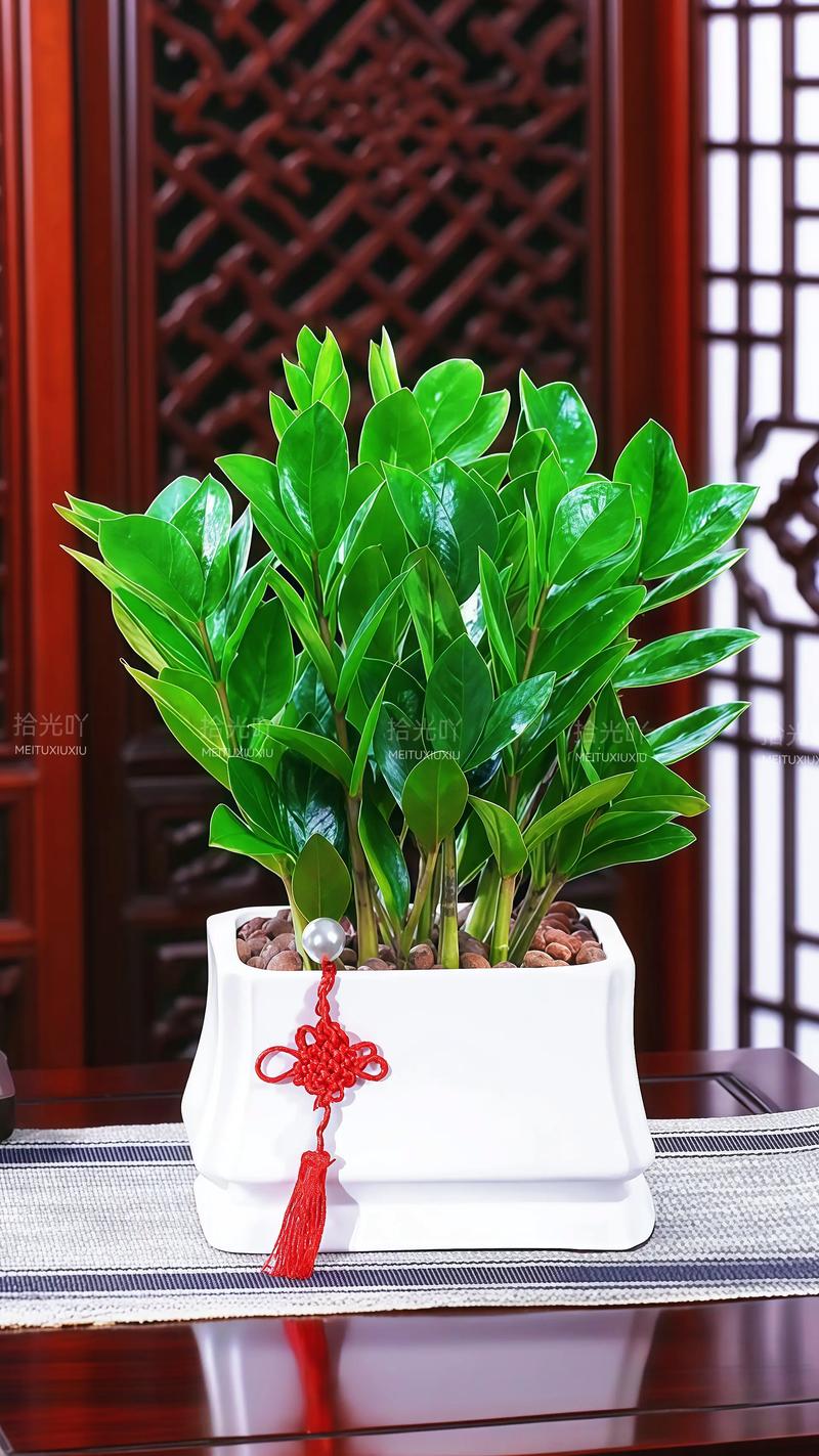 摇钱树的花语和寓意分别是什么？