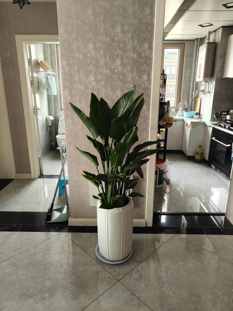 客厅养花摆放技巧有哪些？如何正确摆放客厅花卉？