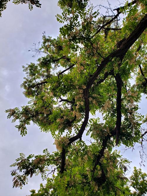 以婚女人梦见槐花开满树是什么寓意或象征？