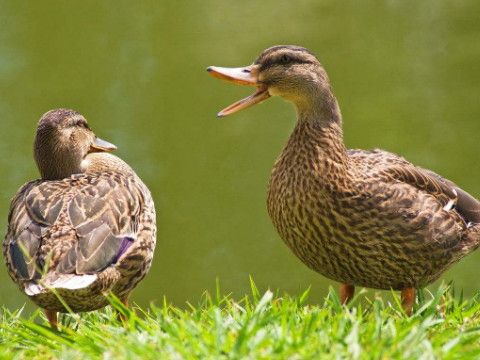 梦见鸭子咬我是什么预兆或象征？