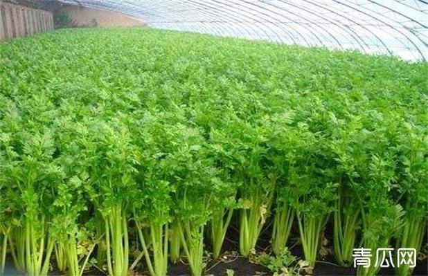 梦见芹菜成堆是什么寓意？