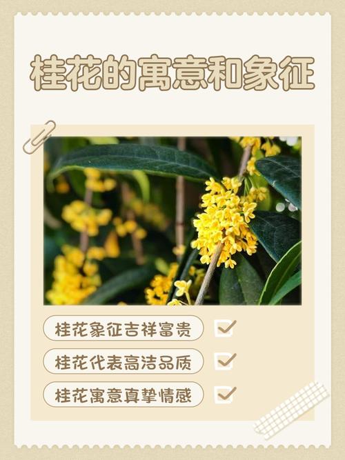 梦见桂花有什么特殊寓意或象征意义？