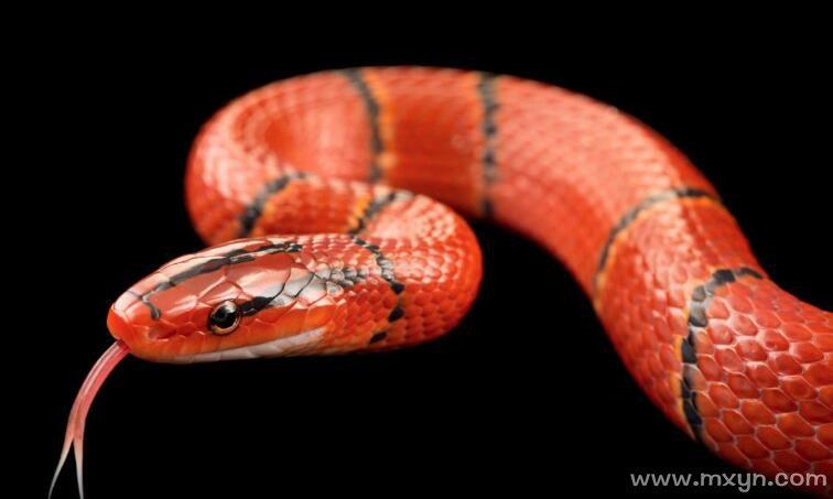 梦见红蛇对男性来说究竟预示着什么周公解梦里红色蛇的出现有何特殊含义？