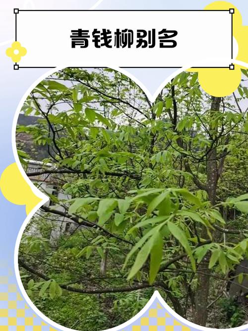 柳树象征哪个生肖？四大镇宅之树指的是哪四棵树？