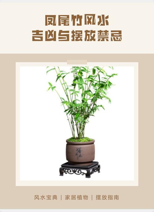 客厅摆放凤尾竹会影响风水吗？凤尾竹的风水讲究有哪些？