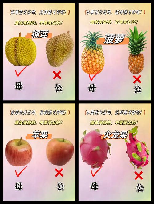 孕妇梦见偷西瓜预示生男孩还是女孩？