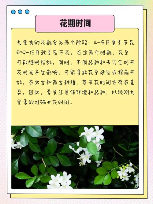 九里香的花语和寓意分别是什么？