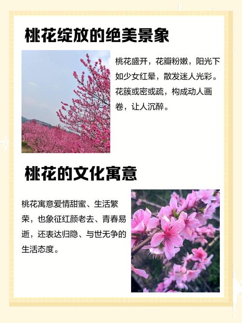 女人梦见桃花盛开特别漂亮是什么征兆或含义？