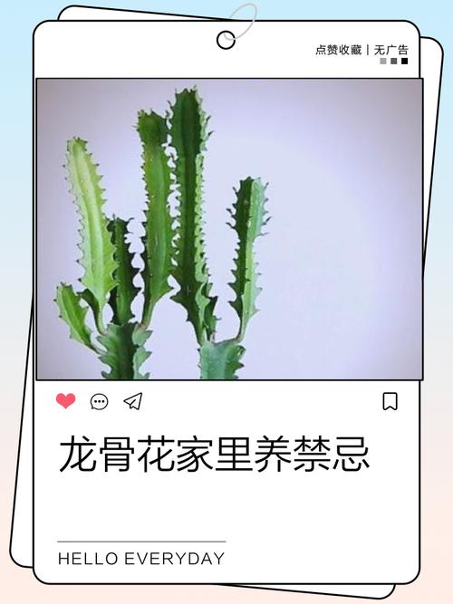 龙骨花放置风水佳处及哪些人不宜养护，会影响其开花吗？