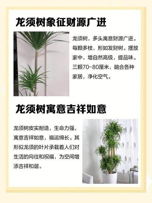 龙须树的寓意和风水摆放位置，如何体现其象征意义？