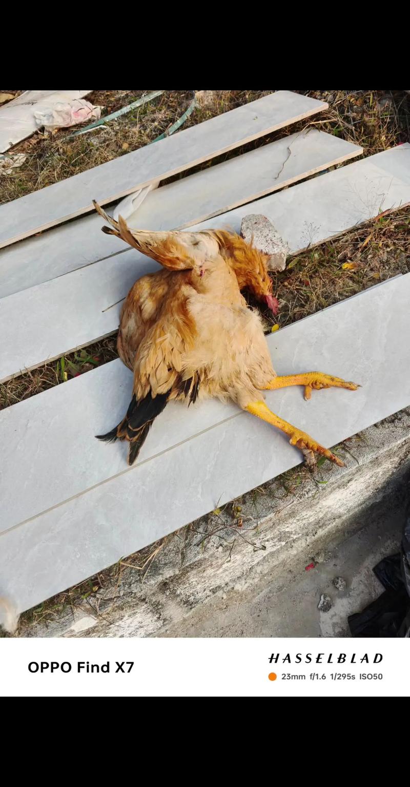 梦见鸡被摔死是什么预兆？预示着什么不好的事情发生？