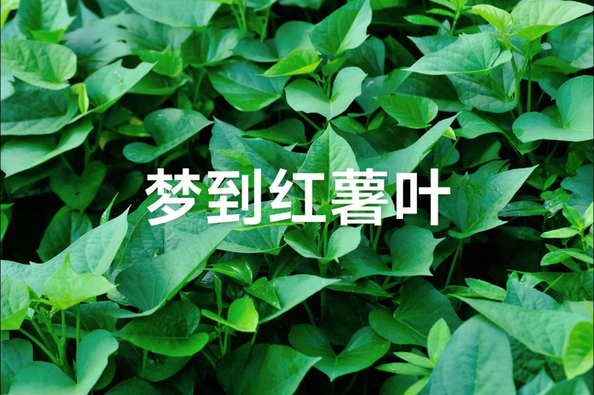 梦见红薯叶长得特别茂盛，这是否预示着什么好兆头呢？