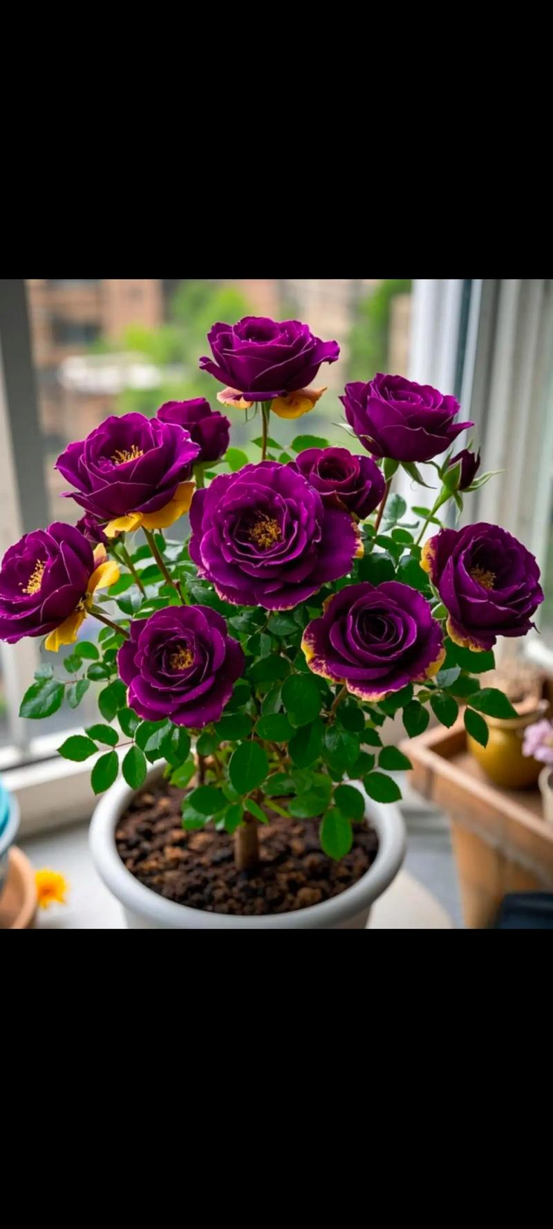 办公桌摆放月季花对风水有好处吗？月季花寓意和象征风水如何？